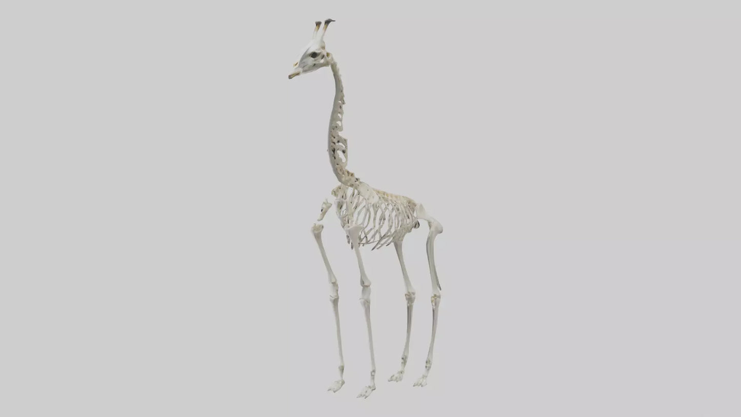 Giraffe Skeleton model VR / AR / low-poly