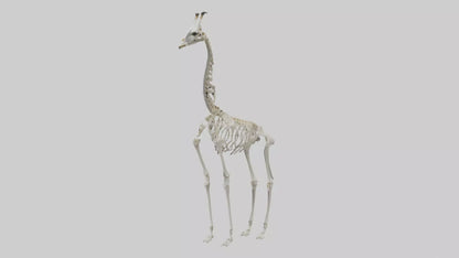 Giraffe Skeleton model VR / AR / low-poly
