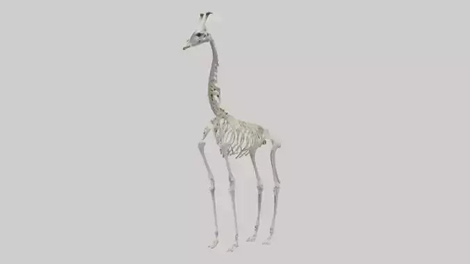 Giraffe Skeleton model VR / AR / low-poly