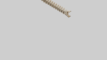 3D model Giraffe Spine VR / AR / low-poly