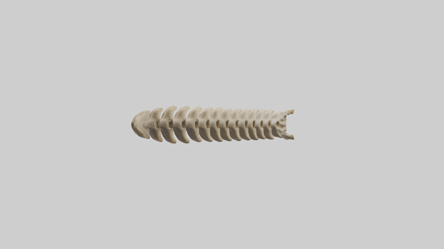3D model Giraffe Spine VR / AR / low-poly