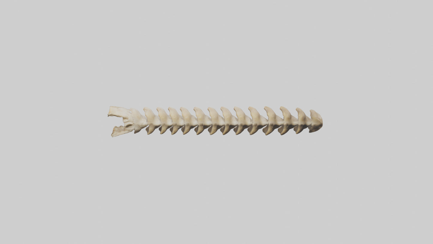 3D model Giraffe Spine VR / AR / low-poly