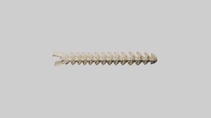 3D model Giraffe Spine VR / AR / low-poly
