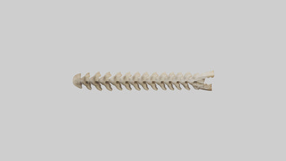 3D model Giraffe Spine VR / AR / low-poly