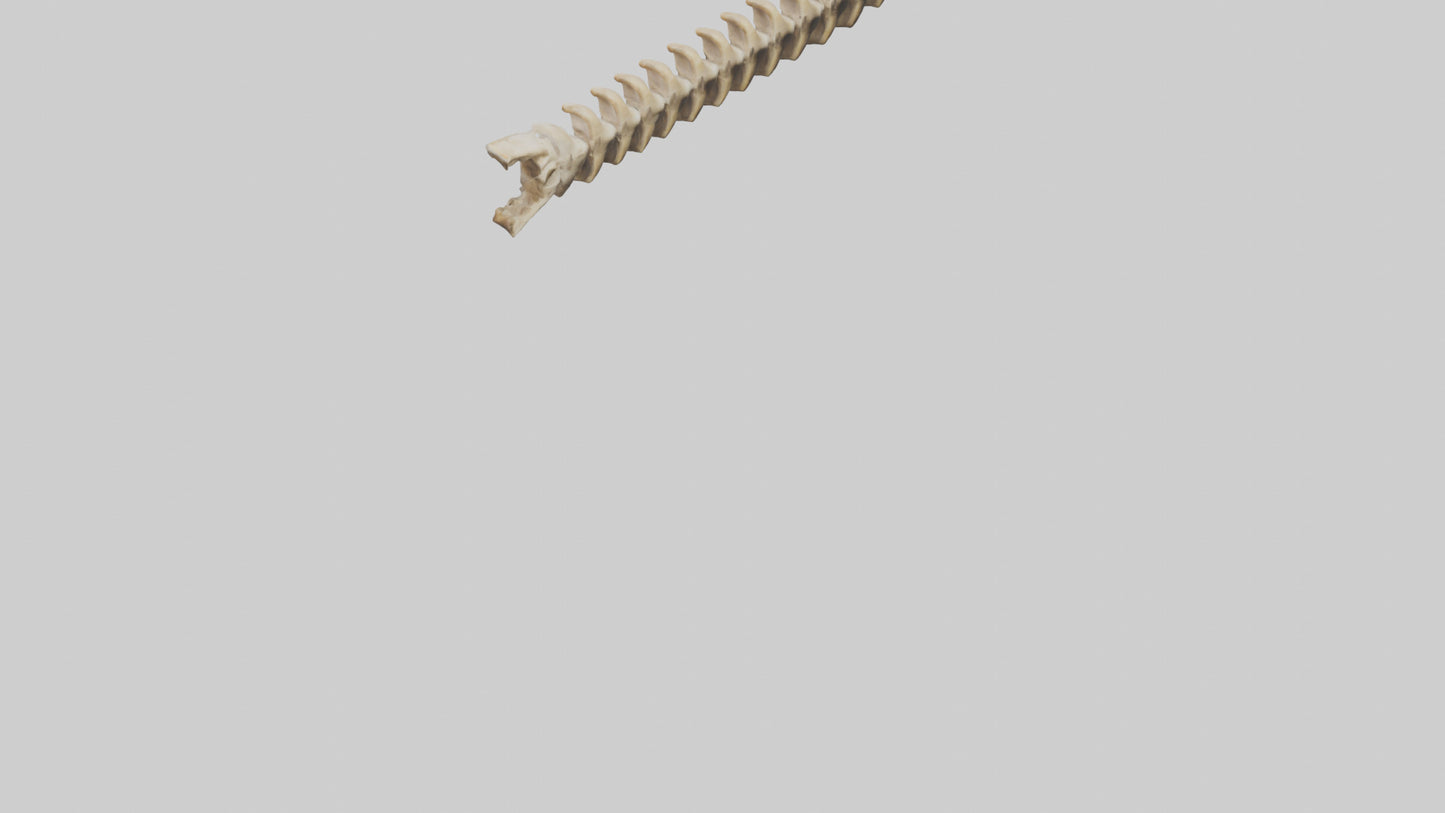 3D model Giraffe Spine VR / AR / low-poly