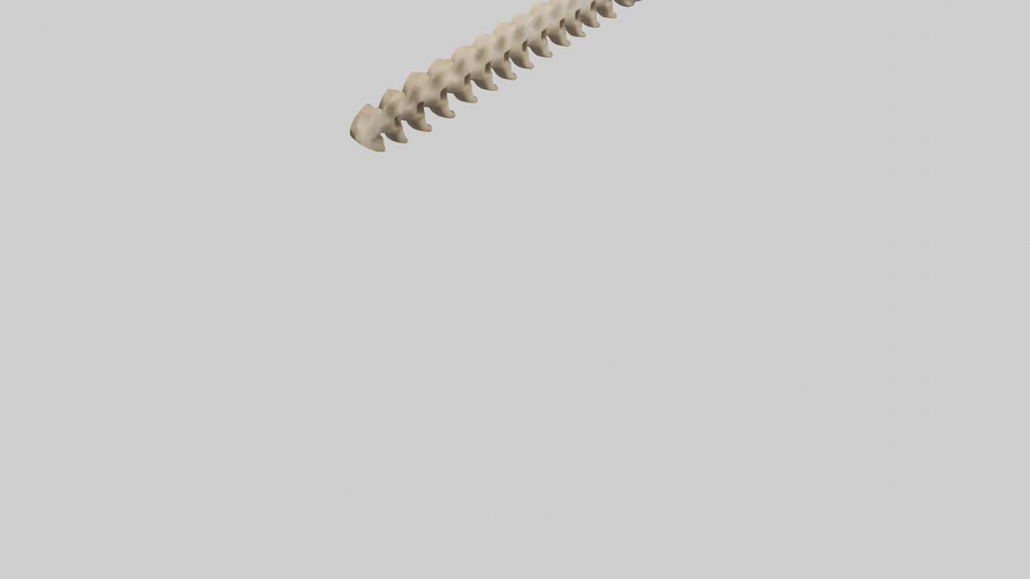3D model Giraffe Spine VR / AR / low-poly