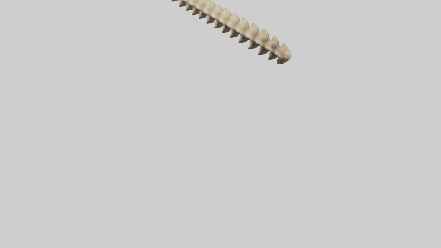 3D model Giraffe Spine VR / AR / low-poly