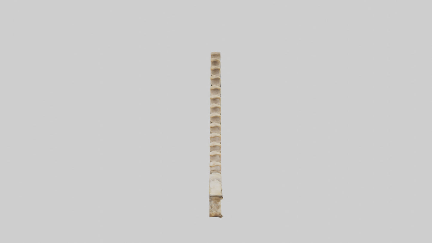 3D model Giraffe Spine VR / AR / low-poly