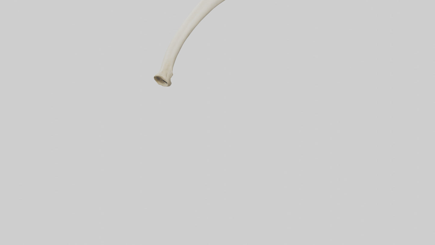 3D model Giraffe Tibia VR / AR / low-poly