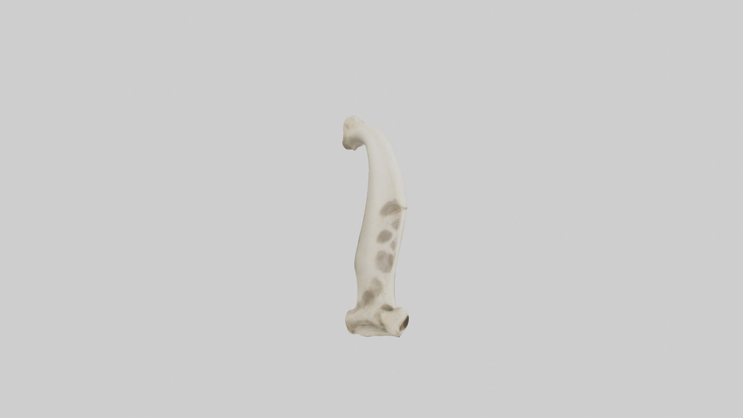 3D model Giraffe Tibia VR / AR / low-poly