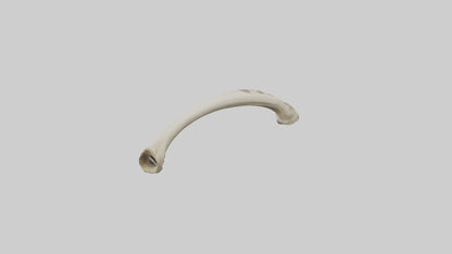 3D model Giraffe Tibia VR / AR / low-poly