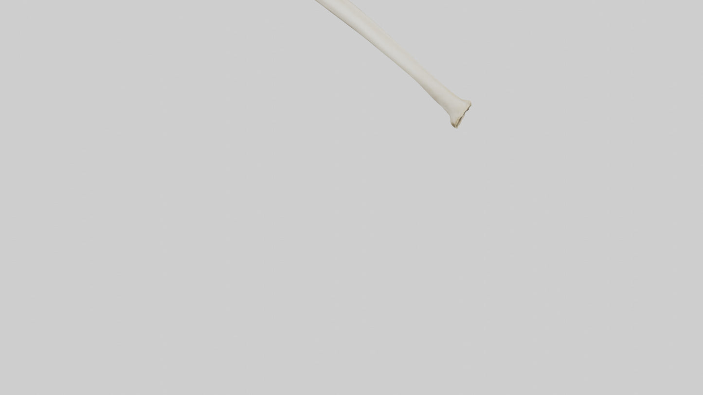 3D model Giraffe Tibia VR / AR / low-poly