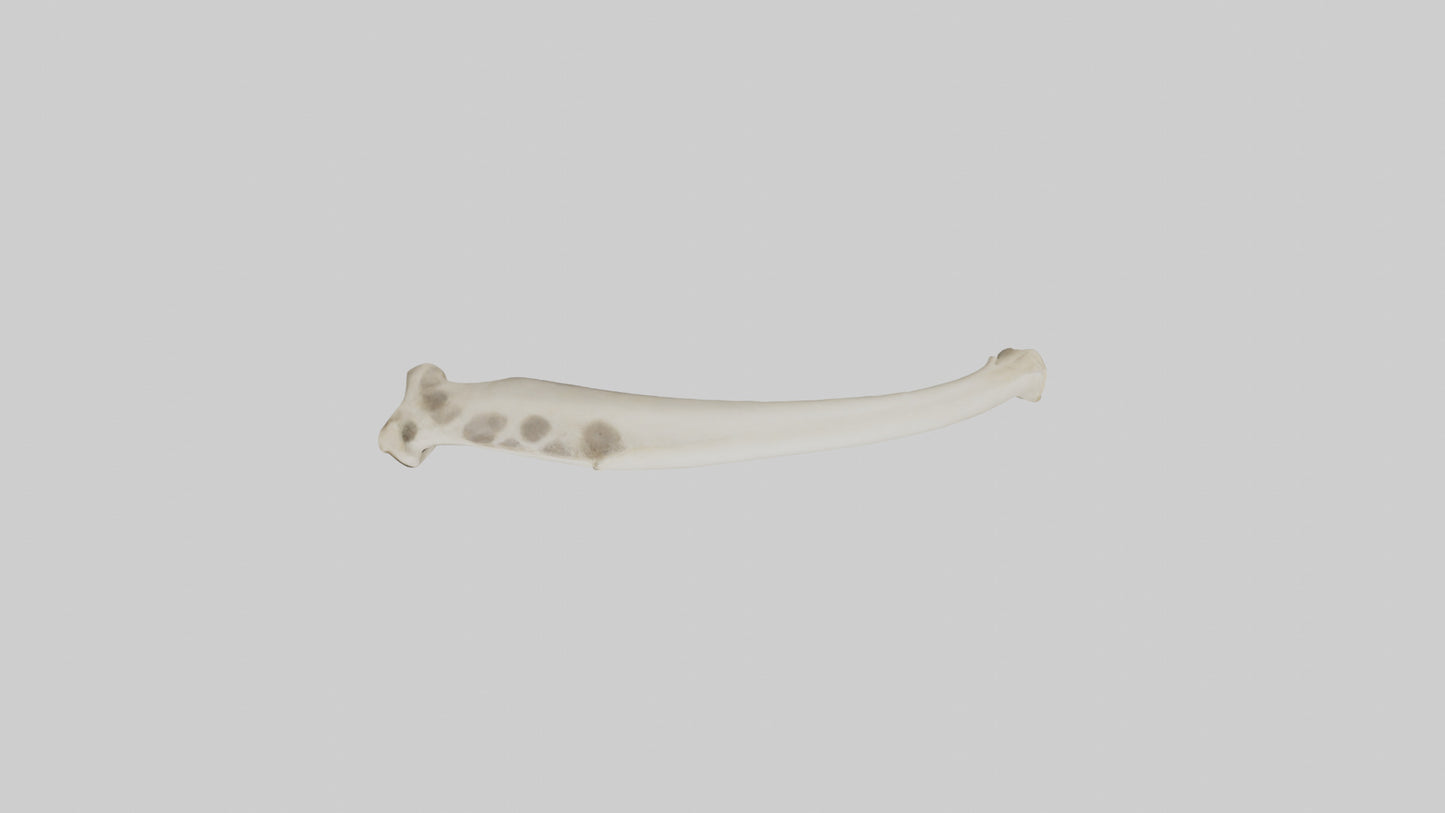 3D model Giraffe Tibia VR / AR / low-poly