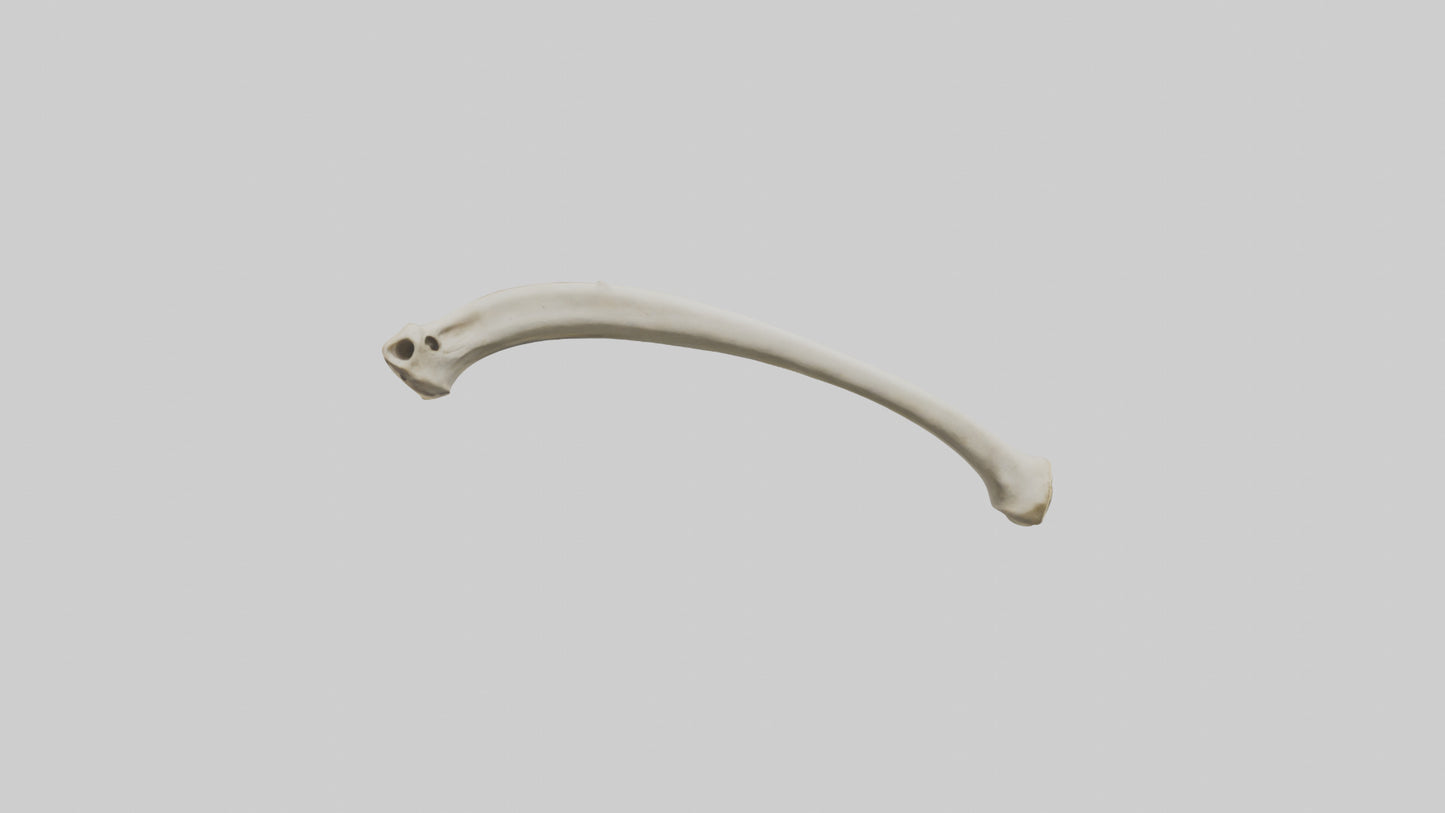 3D model Giraffe Tibia VR / AR / low-poly