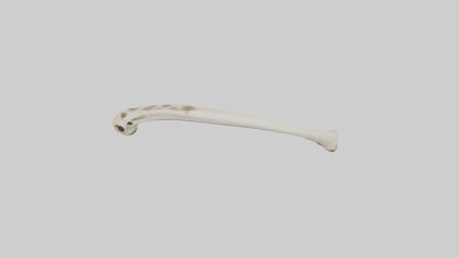 3D model Giraffe Tibia VR / AR / low-poly