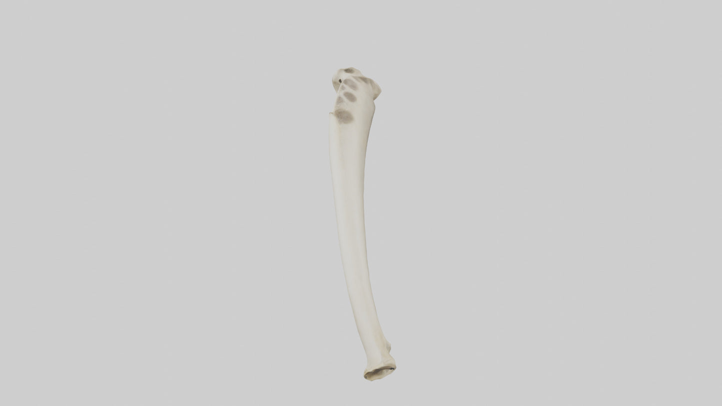 3D model Giraffe Tibia VR / AR / low-poly