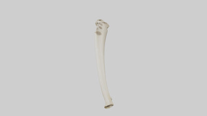 3D model Giraffe Tibia VR / AR / low-poly