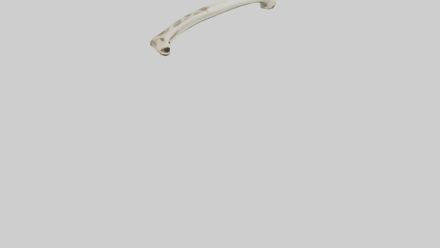 3D model Giraffe Tibia VR / AR / low-poly