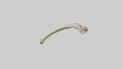 3D model Giraffe Tibia VR / AR / low-poly