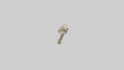 3D model Giraffe Tibia VR / AR / low-poly