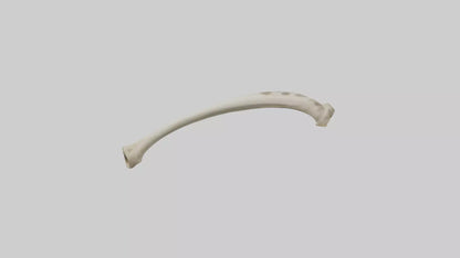 3D model Giraffe Tibia VR / AR / low-poly
