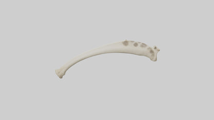 3D model Giraffe Tibia VR / AR / low-poly