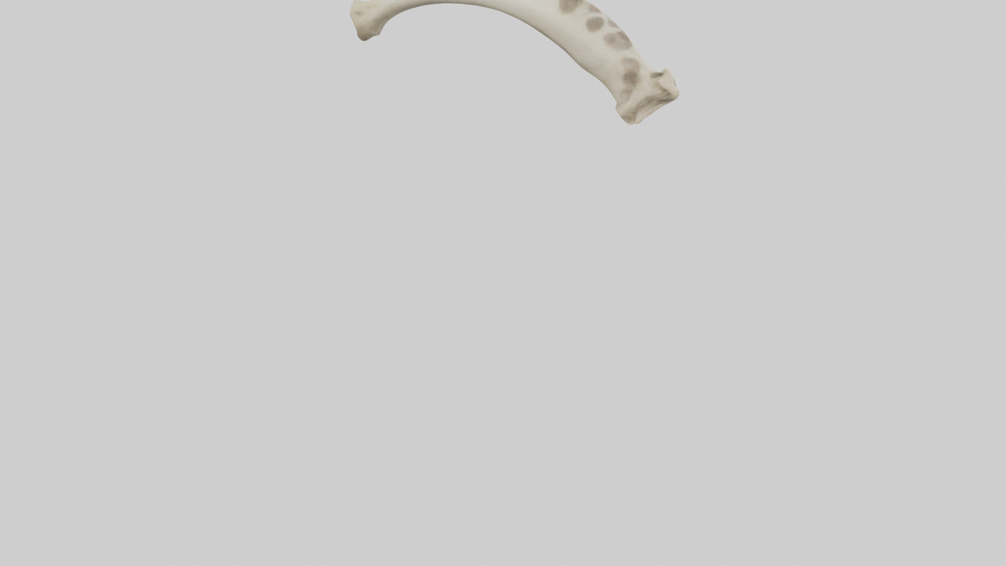 3D model Giraffe Tibia VR / AR / low-poly