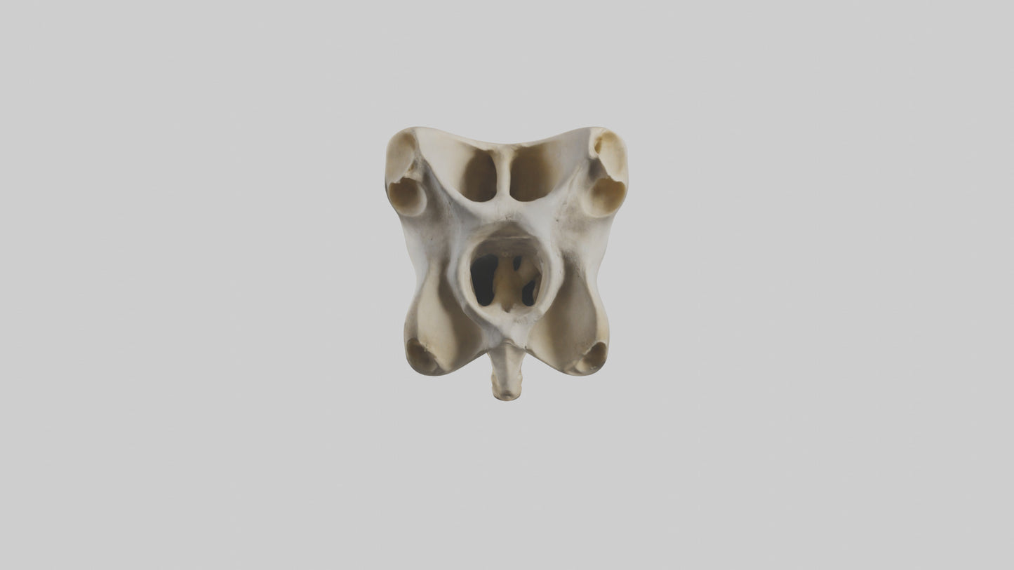 3D model Giraffe Vertebrae VR / AR / low-poly