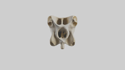 3D model Giraffe Vertebrae VR / AR / low-poly
