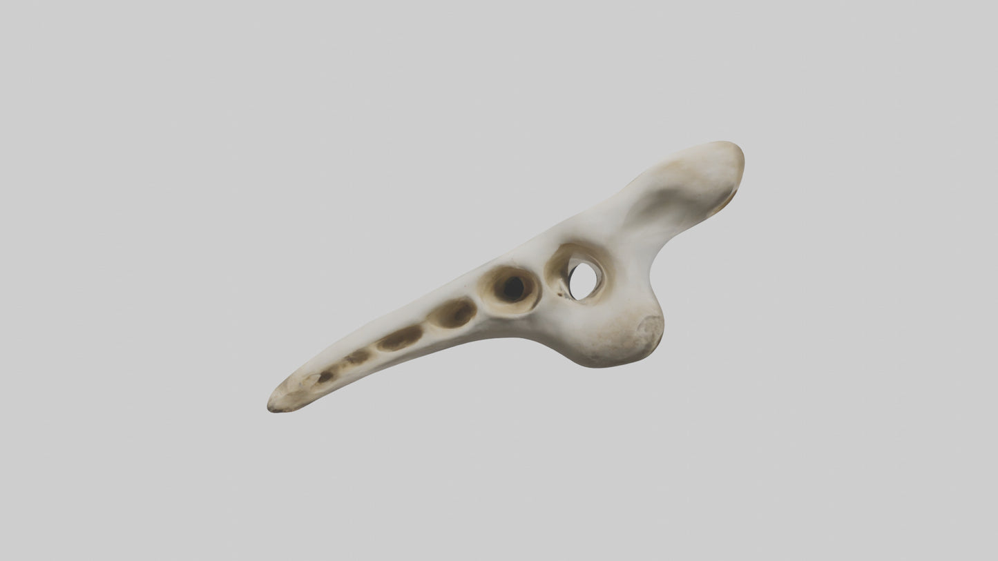 3D model Giraffe Vertebrae VR / AR / low-poly