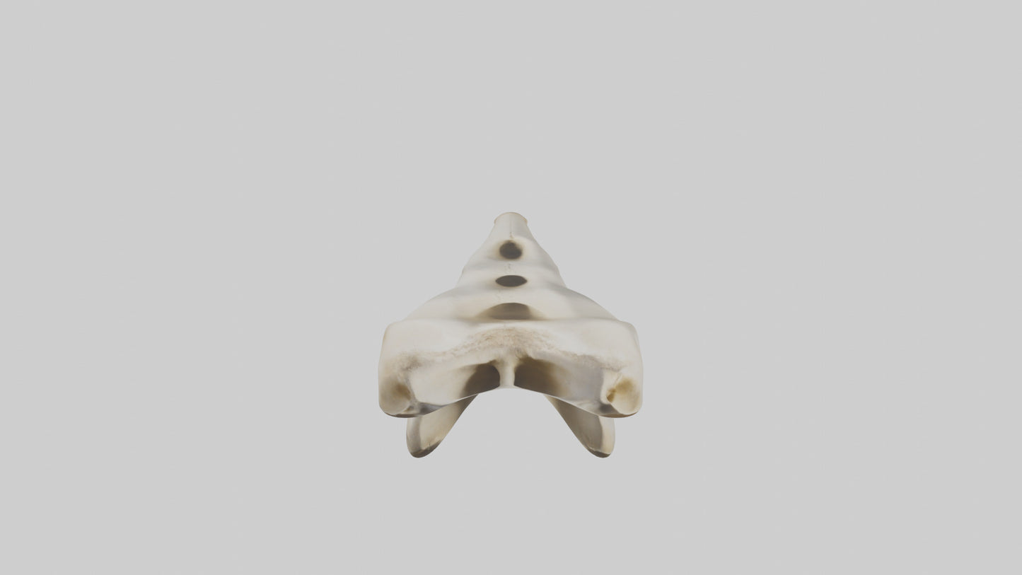 3D model Giraffe Vertebrae VR / AR / low-poly