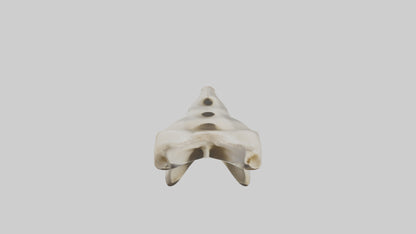 3D model Giraffe Vertebrae VR / AR / low-poly