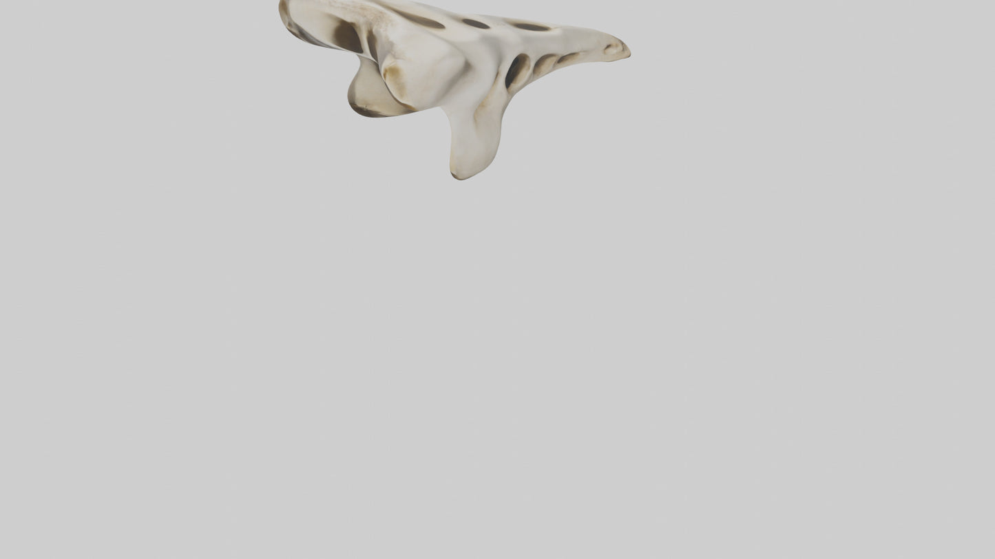 3D model Giraffe Vertebrae VR / AR / low-poly