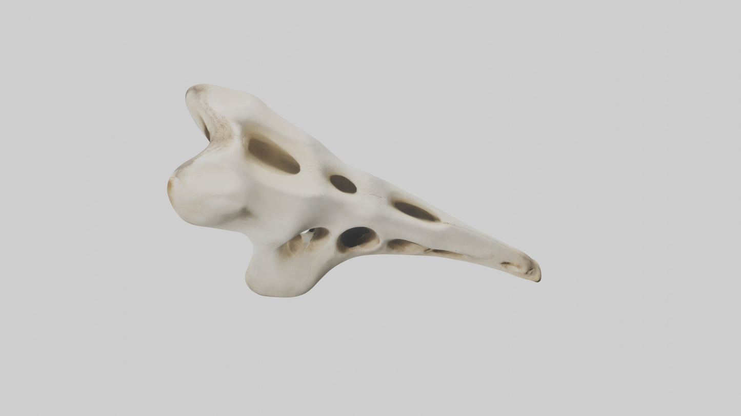 3D model Giraffe Vertebrae VR / AR / low-poly