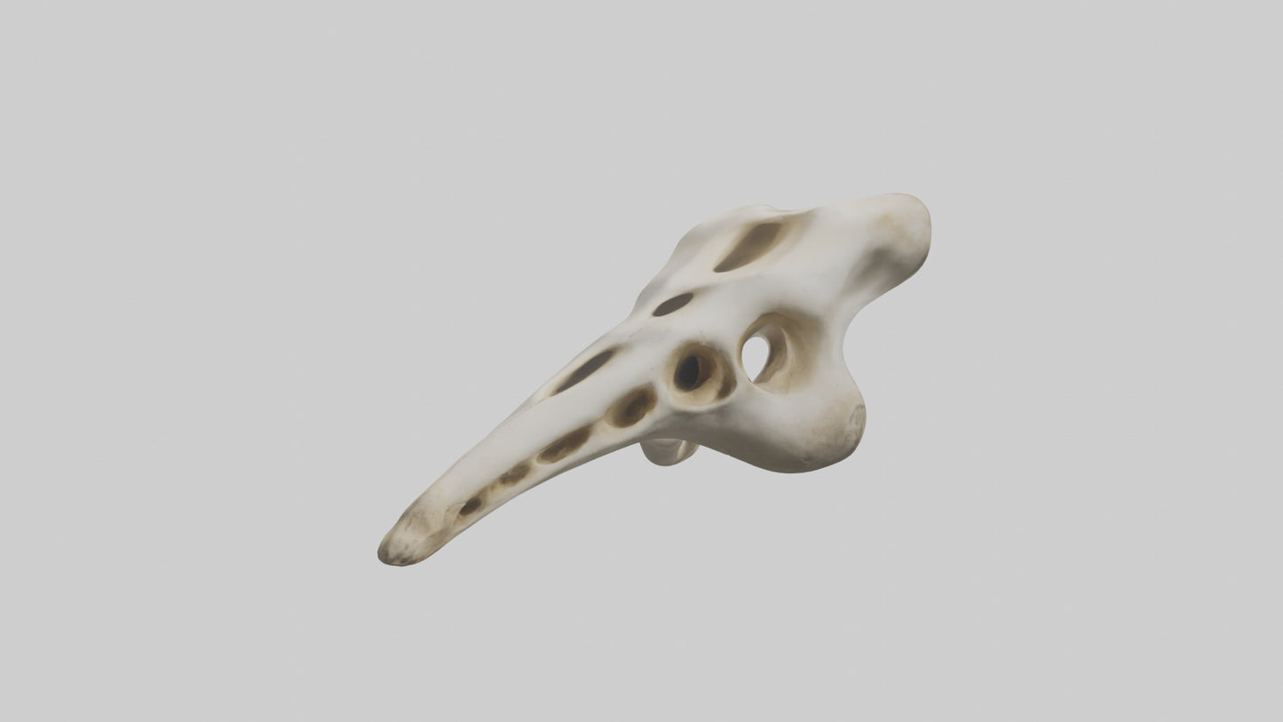3D model Giraffe Vertebrae VR / AR / low-poly