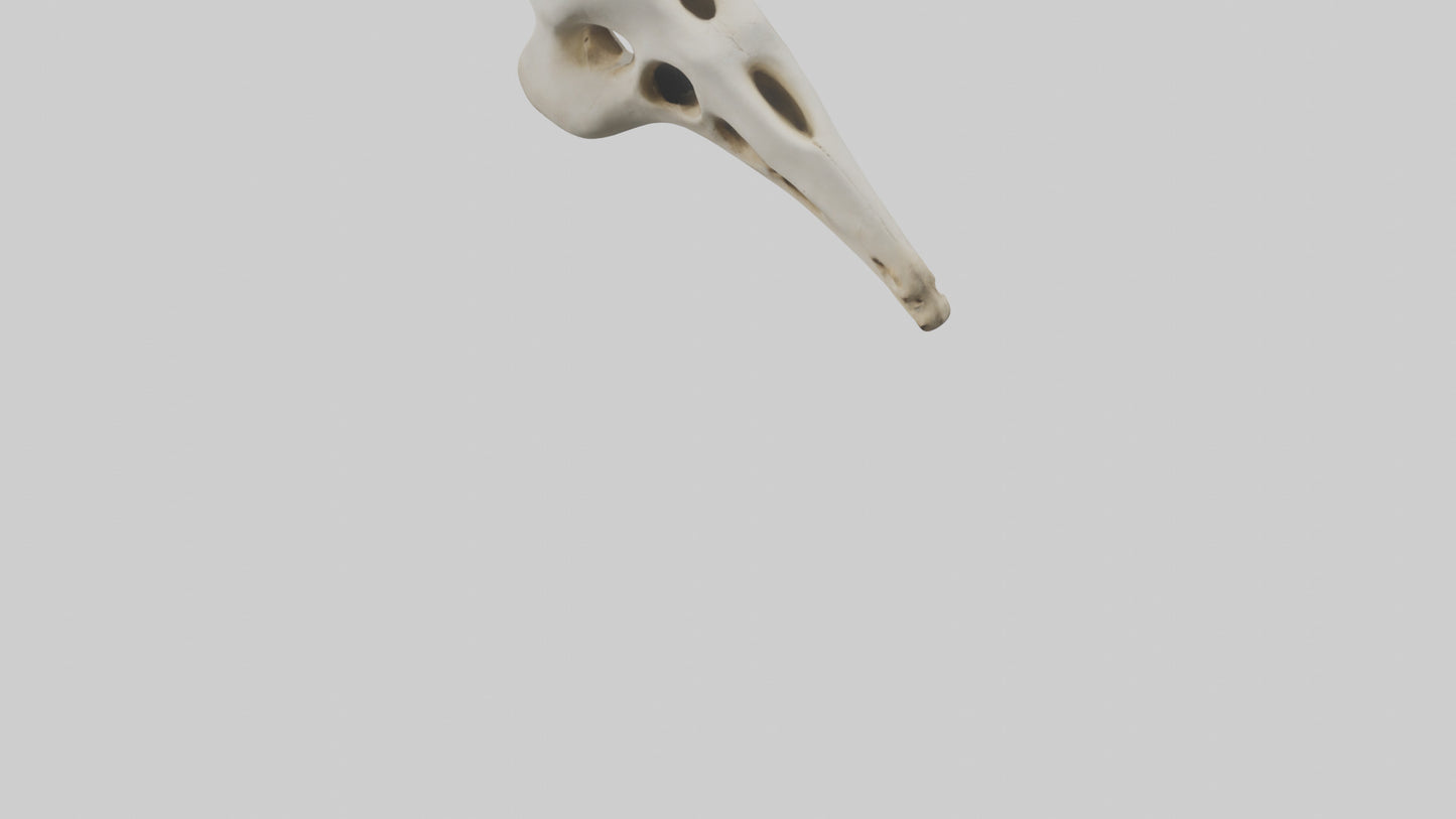 3D model Giraffe Vertebrae VR / AR / low-poly