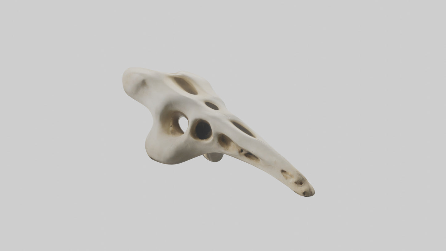 3D model Giraffe Vertebrae VR / AR / low-poly