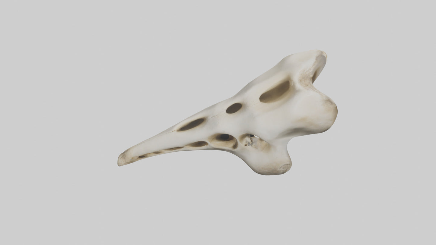 3D model Giraffe Vertebrae VR / AR / low-poly