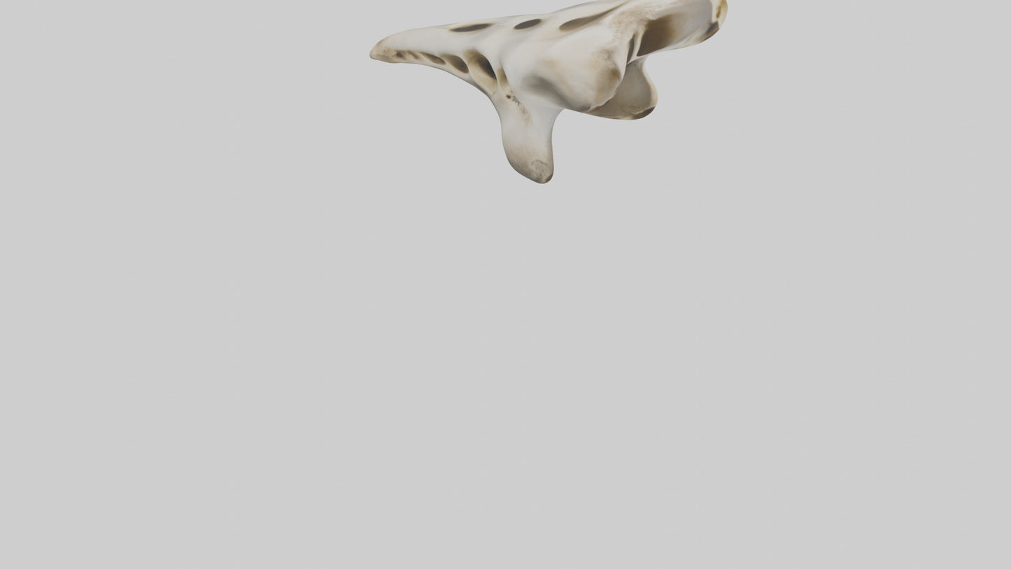 3D model Giraffe Vertebrae VR / AR / low-poly