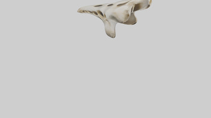 3D model Giraffe Vertebrae VR / AR / low-poly