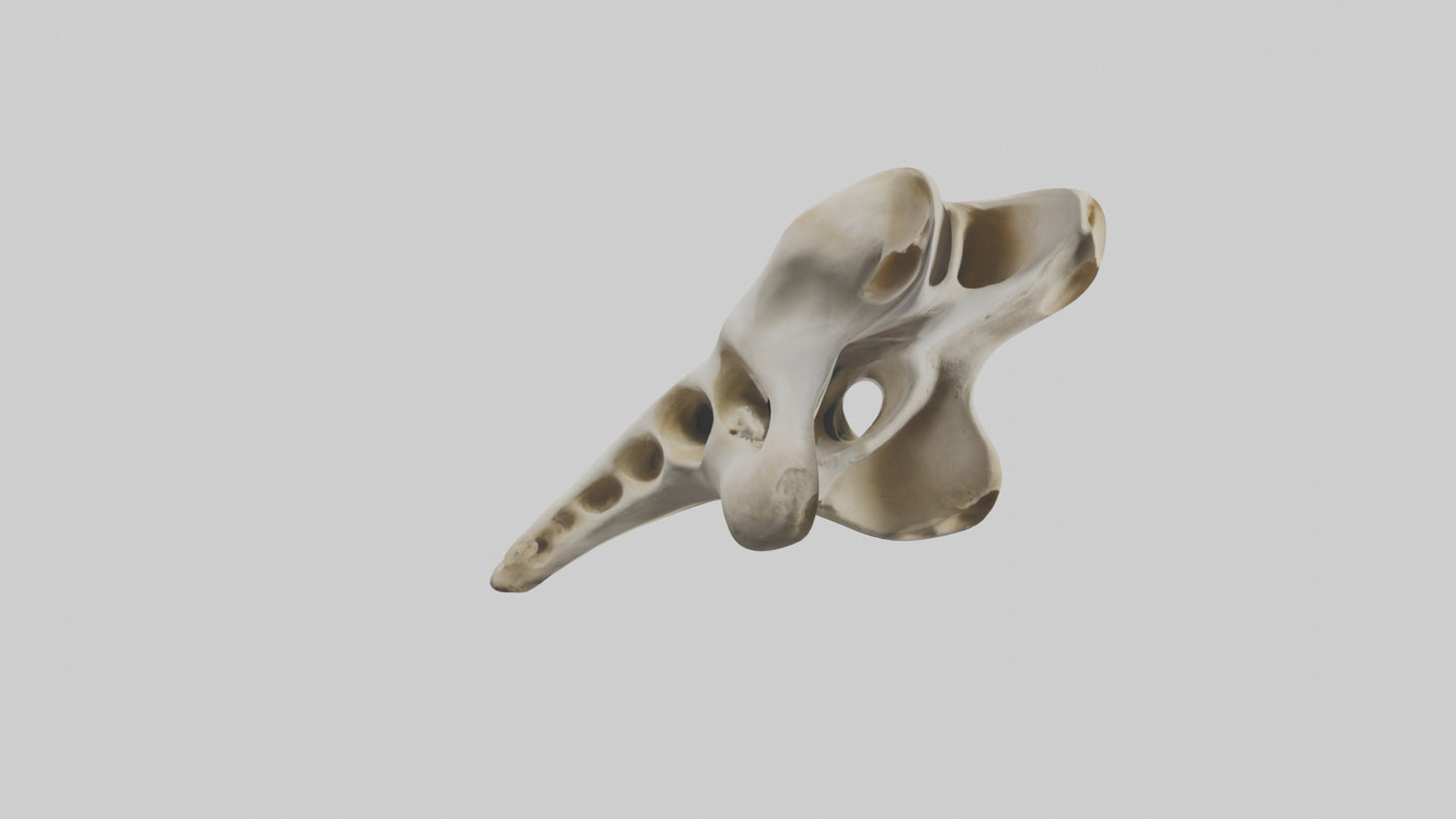 3D model Giraffe Vertebrae VR / AR / low-poly
