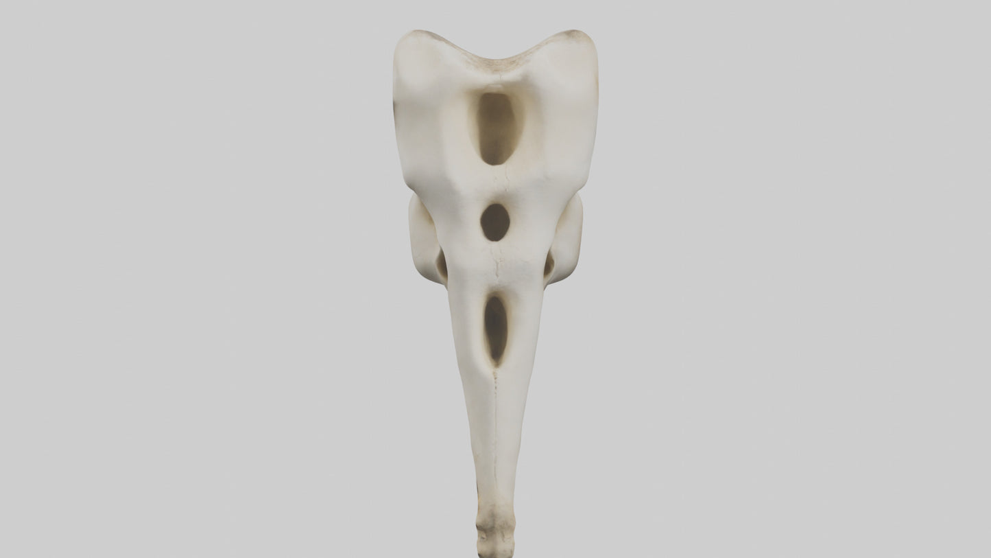 3D model Giraffe Vertebrae VR / AR / low-poly