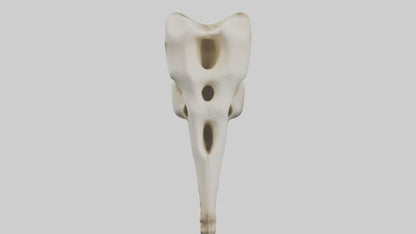3D model Giraffe Vertebrae VR / AR / low-poly