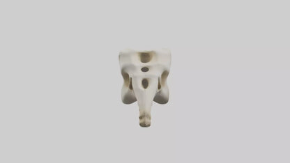 3D model Giraffe Vertebrae VR / AR / low-poly