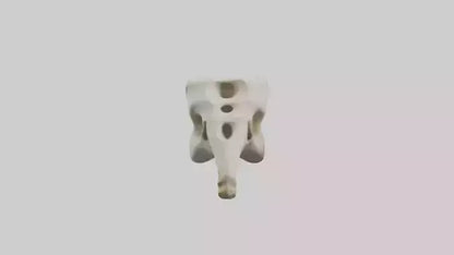 3D model Giraffe Vertebrae VR / AR / low-poly