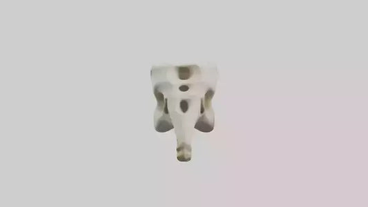 3D model Giraffe Vertebrae VR / AR / low-poly