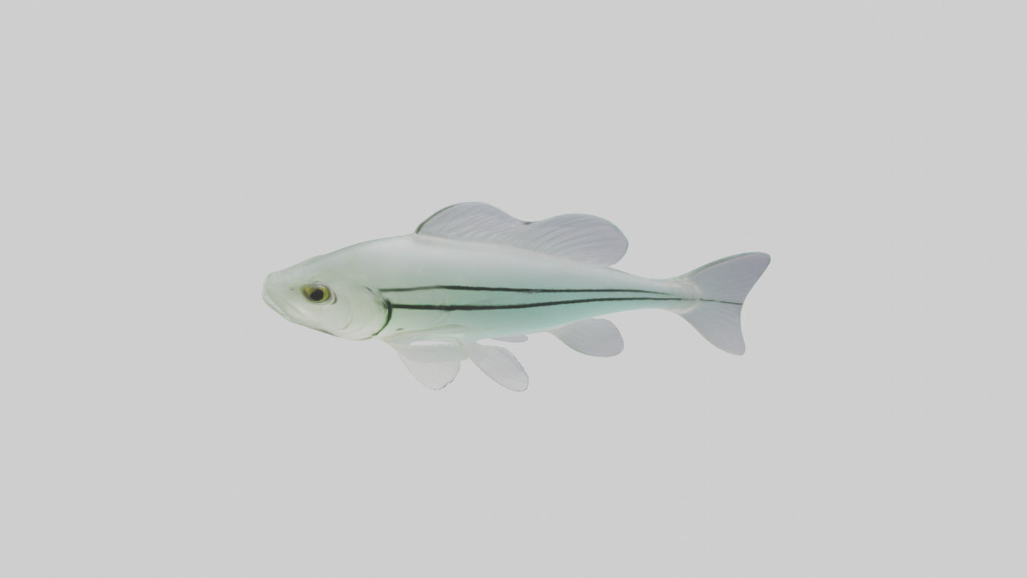 3D model Glass Catfish swimming model VR / AR / low-poly