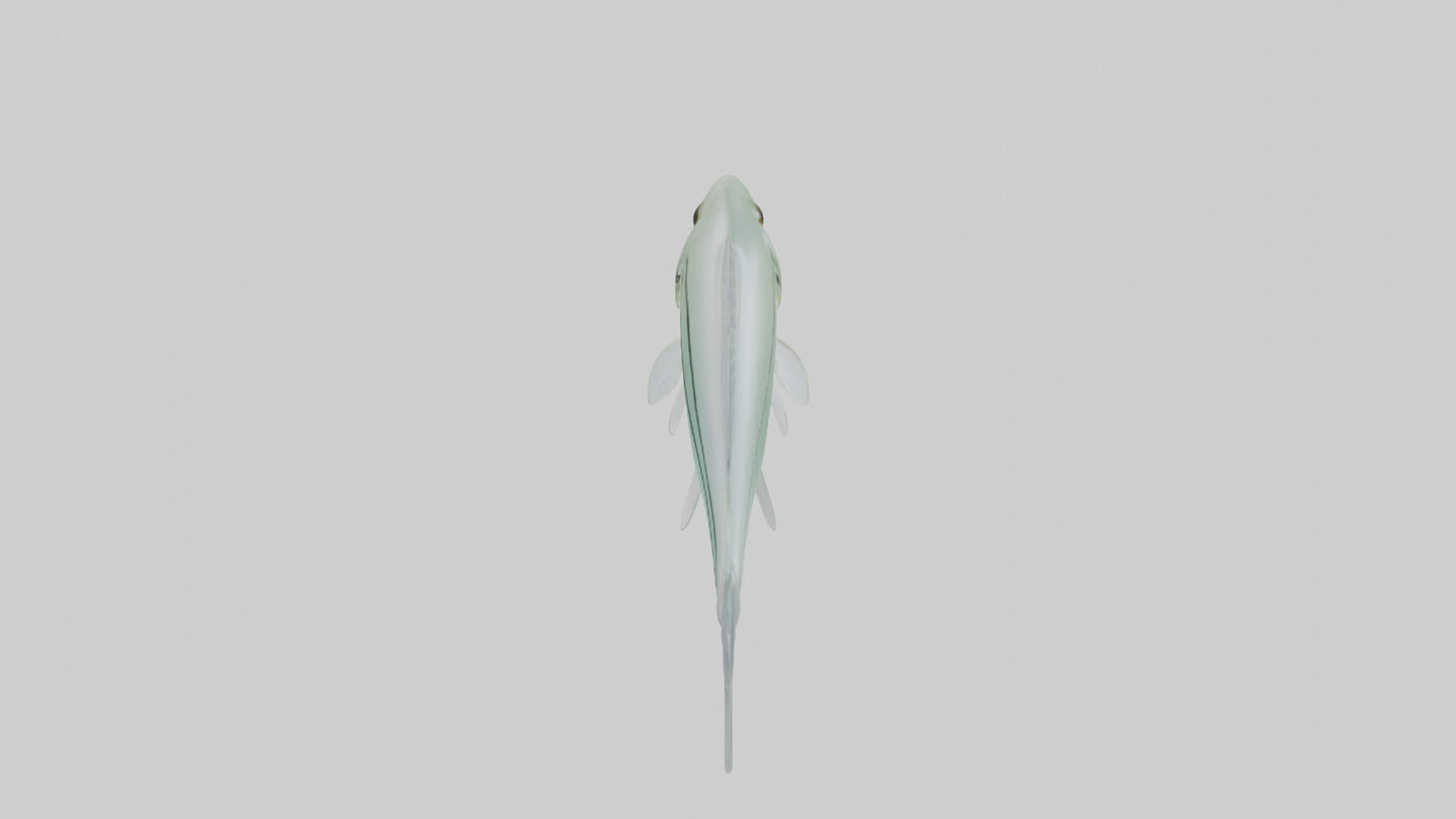 3D model Glass Catfish swimming model VR / AR / low-poly