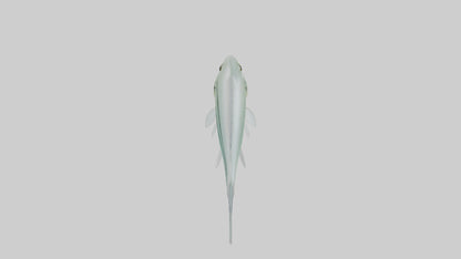 3D model Glass Catfish swimming model VR / AR / low-poly