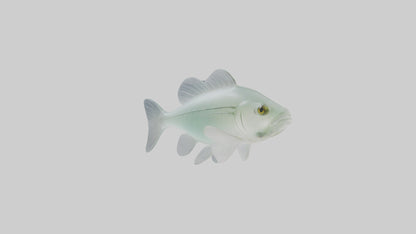 3D model Glass Catfish swimming model VR / AR / low-poly